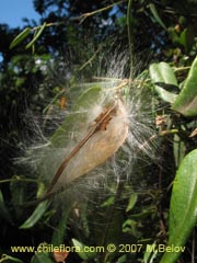 Image of Diplolepsis menziesii (Voqui amarillo/Voquicillo)