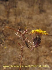 Bild von Chaetanthera sp. ()