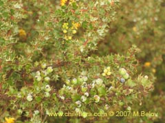 Image of Berberis actinacantha (Michay)