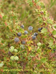 Image of Berberis actinacantha (Michay)