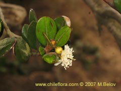 Image of Myrceugenia correifolia (Petrillo/Petrilla)