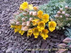 Image of Tropaeolum polyphyllum (Soldadito grande de la cordillera)