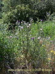 Image of Cirsium vulgare (Cardo negro)