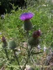 Image of Cirsium vulgare (Cardo negro)