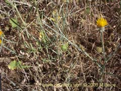 Bild von Centaurea solstitialis (Abrepuo amarillo)