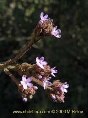 Image of Verbena litoralis (Verbena)