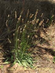 Image of Plantago lanceolata (Llantn/Llantn menor)