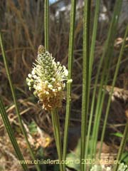 Image of Plantago lanceolata (Llantn/Llantn menor)