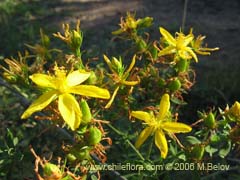 Bild von Hypericum perforatum (Hierba de San Juan)