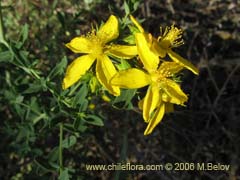 Bild von Hypericum perforatum (Hierba de San Juan)