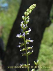 Bild von Psoralea glandulosa (Culn/Cule)