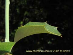 Bild von Berberis chilensis var. chilensis (Michay)