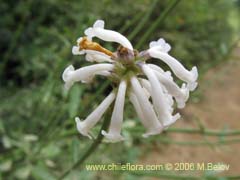 Image of Diostea juncea (Retama o retamo (de cordillera))