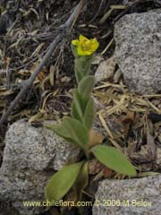 Image of Unidentified Plant #2276 ()