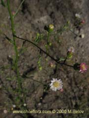 Bild von Aster squamatus ()