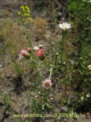 Bild von Aster squamatus ()