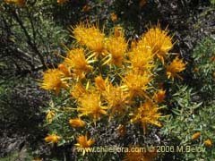 Bild von Chuquiraga oppositifolia (Hierba blanca)