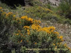 Bild von Chuquiraga oppositifolia (Hierba blanca)