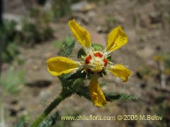 Image of Loasa tricolor var. placei (Ortiga brava/Ortiga caballuna)