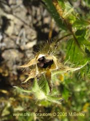 Bild von Loasa tricolor var. placei (Ortiga brava/Ortiga caballuna)