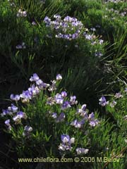 Bild von Lathyrus subandinus (Arvejilla de cordillera/Clarincillo)