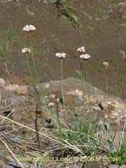 Image of Armeria maritima (Armeria)