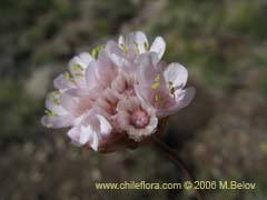 Image of Armeria maritima (Armeria)