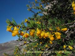 Image of Berberis empetrifolia (Uva de la cordillera/Palo amarillo)