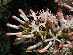 Image of Notanthera heterophylla (Quintral del boldo/peumo/laurel)