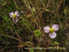 Bild von Alisma lanceolatum (Llantn de agua)