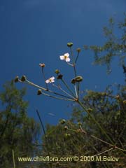 Bild von Alisma lanceolatum (Llantn de agua)