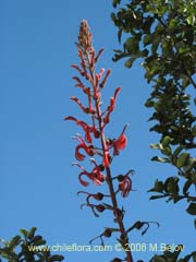 Image of Lobelia tupa (Tabaco del diablo/Tupa/Trupa)