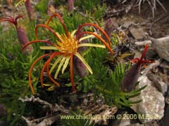 Bild von Mutisia linearifolia (Clavel del campo)