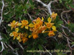 Bild von Berberis montana (Michay/Calafate)