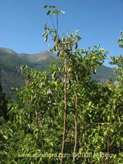 Image of Azara petiolaris (Maquicillo)