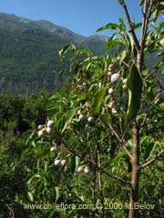 Image of Azara petiolaris (Maquicillo)