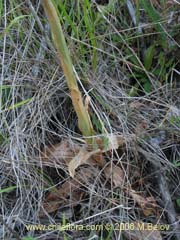 Bild von Chloraea heteroglossa (orquidea blanca)