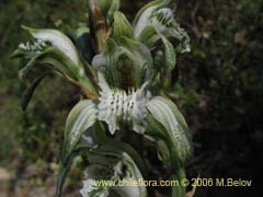 Bild von Chloraea heteroglossa (orquidea blanca)