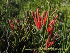 Image of Tristerix verticillatus (Quintral)