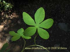 Image of Tropaeolum ciliatum (Pajarito)