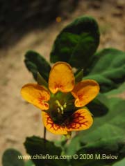 Image of Tropaeolum ciliatum (Pajarito)