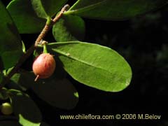 Image of Azara microphylla (Chin-chin/Roblecillo)