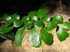 Image of Azara microphylla (Chin-chin/Roblecillo)