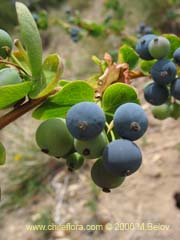 Bild von Berberis rotundifolia (Michay/Calafate)