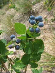 Bild von Berberis rotundifolia (Michay/Calafate)