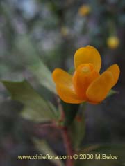 Image of Berberis bidentada (Michay/Calafate)