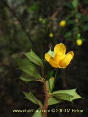 Image of Berberis bidentada (Michay/Calafate)