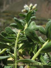 Image of Baccharis rhomboidalis (baccharis L.Maule)