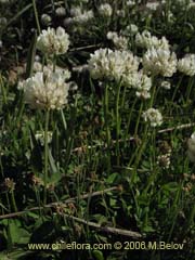 Bild von Trifolium repens ()