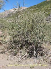 Image of Berberis microphylla (Michay/Calafate)